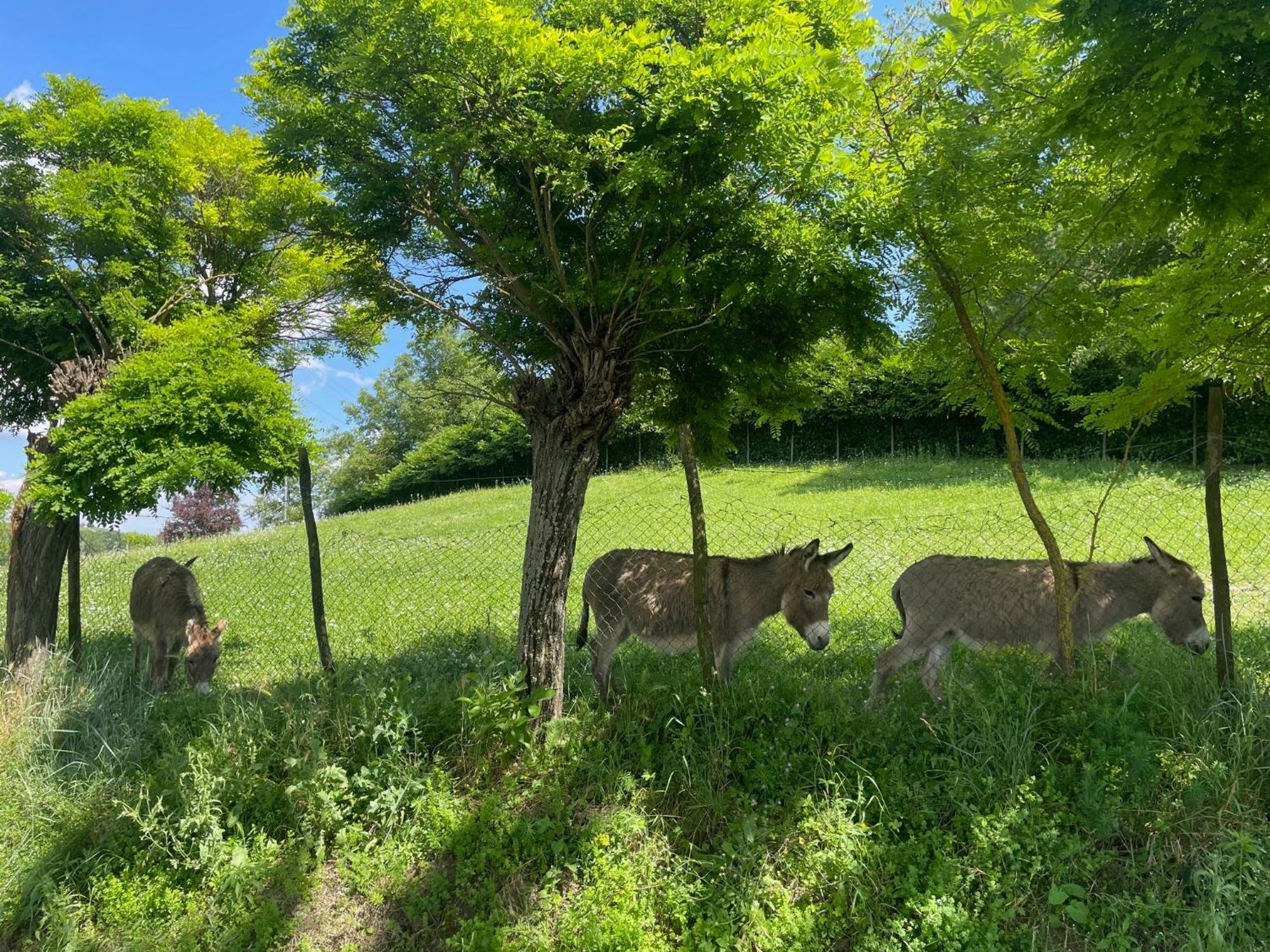 Agriturismo La Mussia Castelnuovo  Bagian luar foto